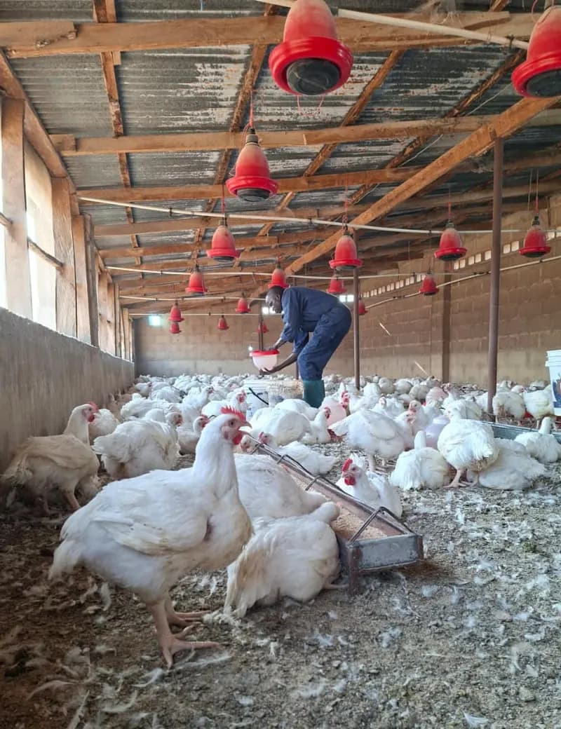 Poultry facility detail