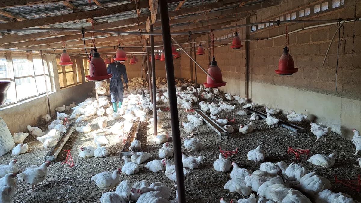Poultry production enterprise at TCoEFS