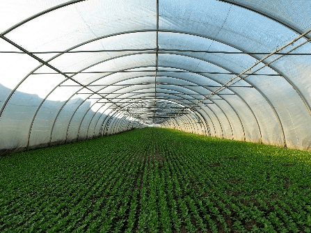 Agricultural scene 2